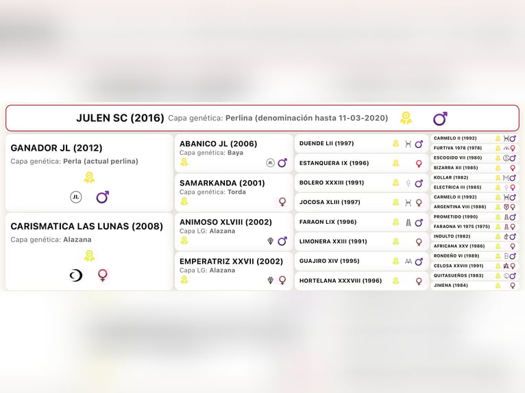 JULEN SC PRE Étalon in Heuvelland