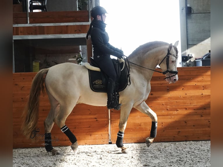 JULEN SC PRE Hengst Perlino in Heuvelland