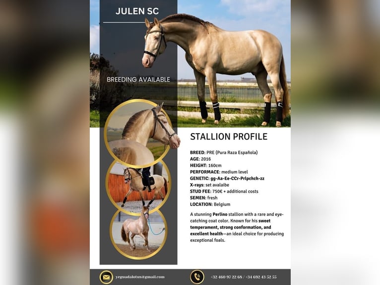 JULEN SC PRE Hengst Perlino in Heuvelland