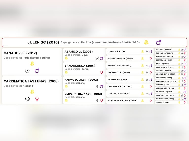 JULEN SC PRE Hengst Perlino in Heuvelland