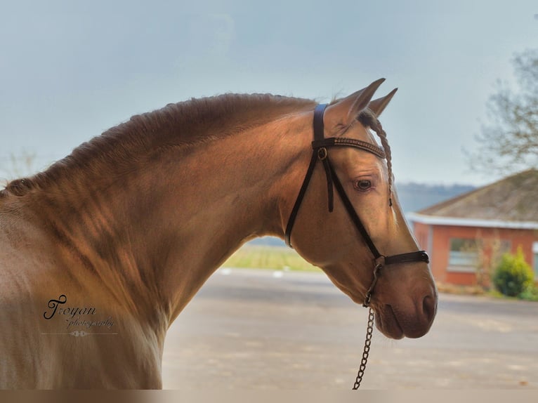 JULEN SC PRE Stallion Perlino in Heuvelland