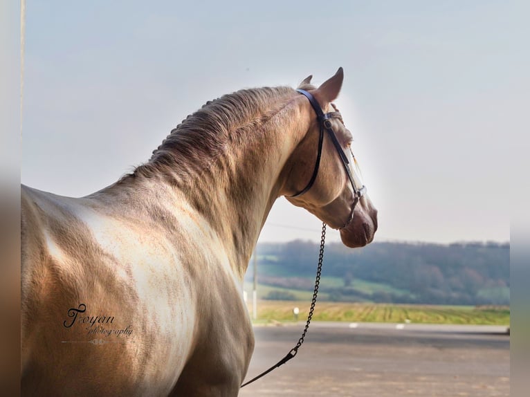 JULEN SC PRE Stallion Perlino in Heuvelland