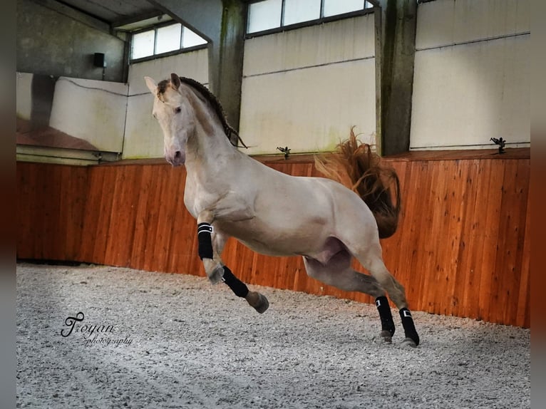 JULEN SC PRE Stallion Perlino in Heuvelland