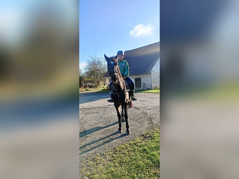 Junge Reiterin sucht Pferd zum Spaß haben 