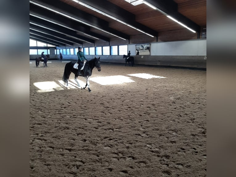 Junge Reiterin sucht tolles Pferd 