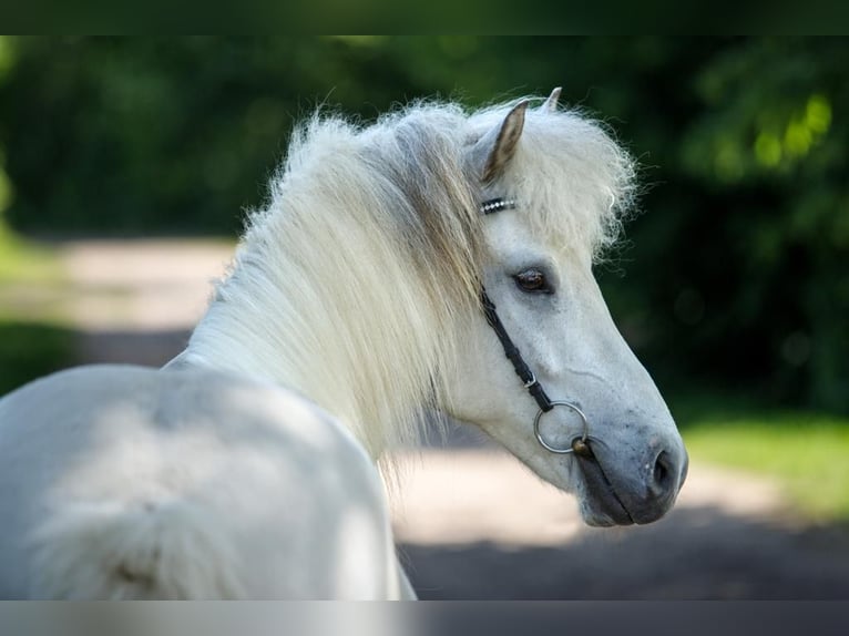 Jutland Gelding 6 years 13,2 hh Gray in Altenstadt