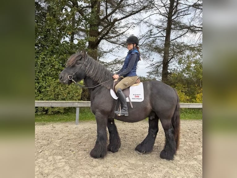 Jutland Gelding 8 years 15,2 hh Black in S&#xFC;derl&#xFC;gum