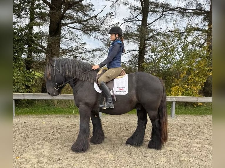 Jutland Gelding 8 years 15,2 hh Black in S&#xFC;derl&#xFC;gum