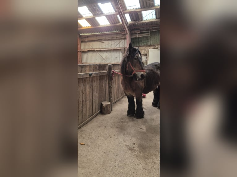 Jutland Giumenta 15 Anni 155 cm Baio scuro in Bredstedt