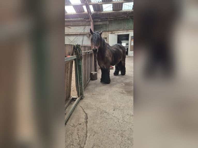 Jutland Jument 15 Ans 155 cm Bai brun in Bredstedt