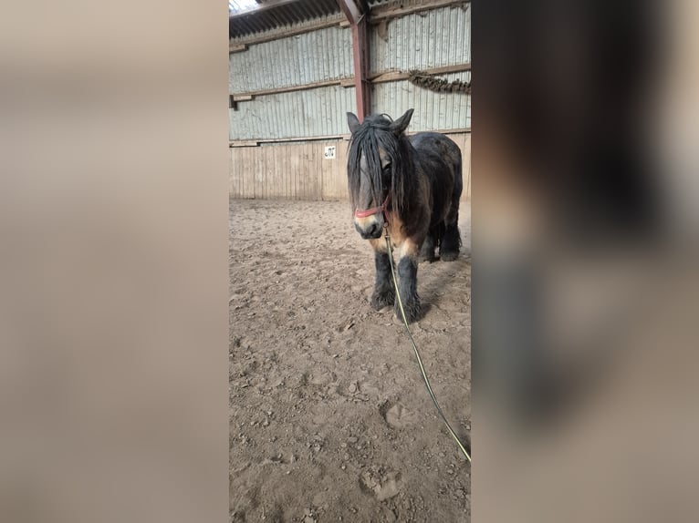 Jutland Jument 15 Ans 155 cm Bai brun in Bredstedt