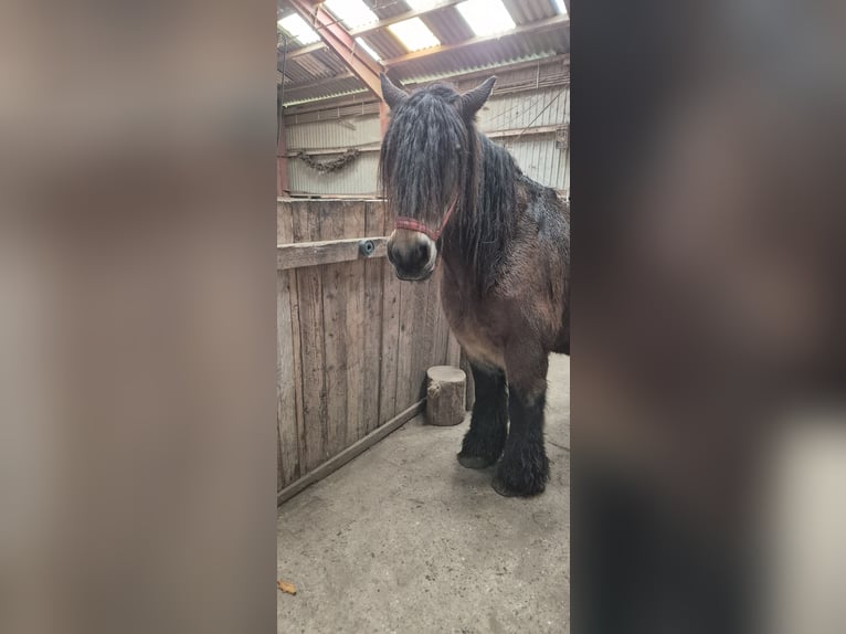 Jutland Mare 15 years 15,1 hh Bay-Dark in Bredstedt