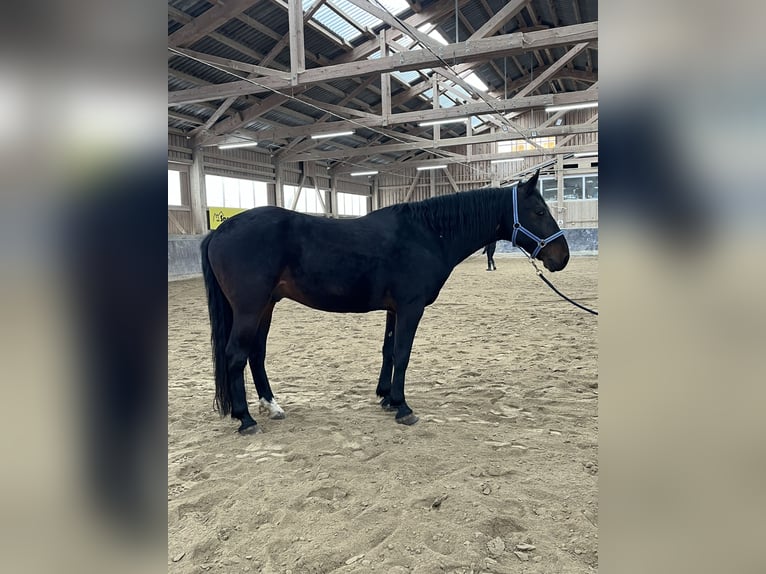 Kabardin Castrone 12 Anni 154 cm Baio nero in Haldenwang