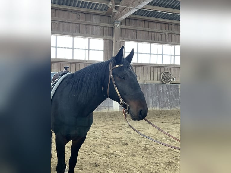 Kabardin Castrone 12 Anni 154 cm Baio nero in Haldenwang