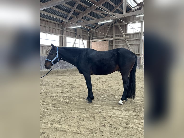 Kabardin Castrone 12 Anni 154 cm Baio nero in Haldenwang