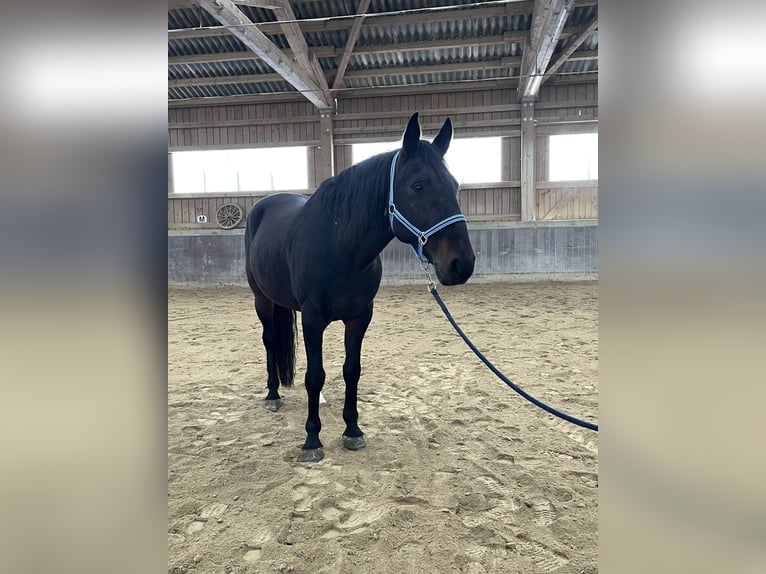 Kabardin Castrone 12 Anni 154 cm Baio nero in Haldenwang