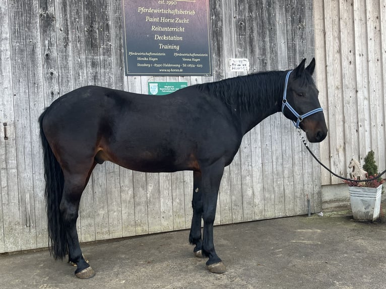 Kabardin Castrone 12 Anni 154 cm Baio nero in Haldenwang