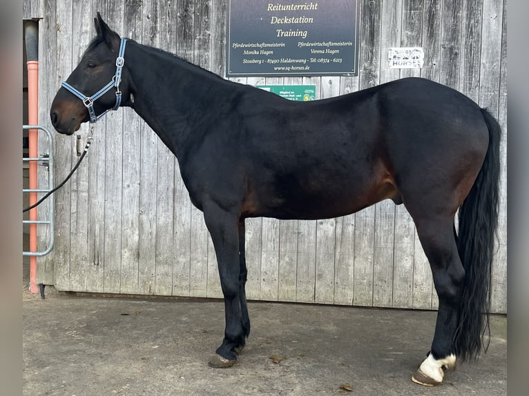 Kabardin Castrone 12 Anni 154 cm Baio nero in Haldenwang