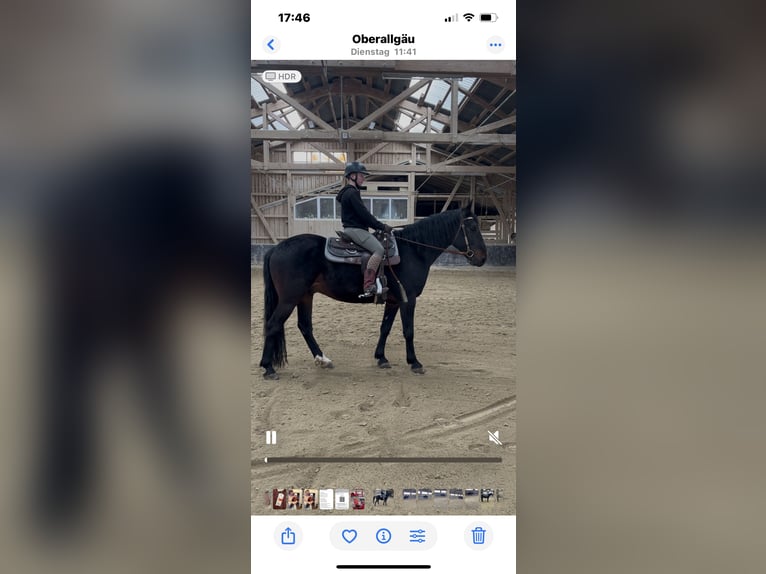 Kabardin Castrone 13 Anni 160 cm Baio scuro in Haldenwang