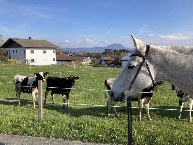 Kabardin Castrone 17 Anni 150 cm Grigio trotinato in Anthering