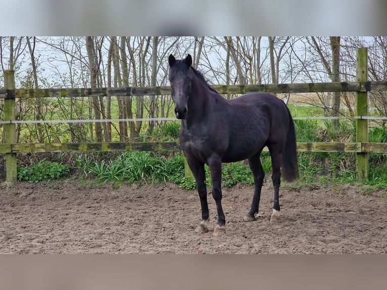 Kabardin Castrone 17 Anni 153 cm Baio nero in Lütjenholm