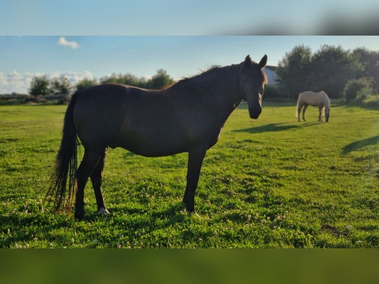 Kabardin Castrone 17 Anni 153 cm Baio nero in Lütjenholm