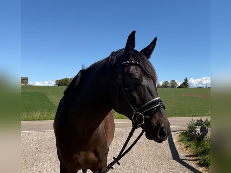 Kabardin Castrone 4 Anni 160 cm Morello in Drackenstein