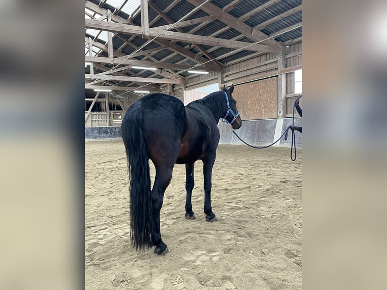 Kabardin Gelding 12 years 15 hh Smoky-Black in Haldenwang