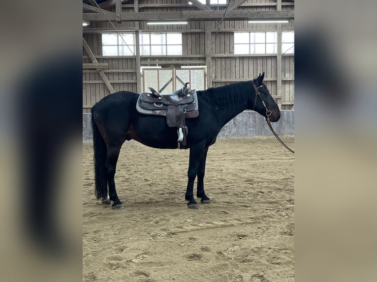 Kabardin Gelding 12 years 15 hh Smoky-Black in Haldenwang