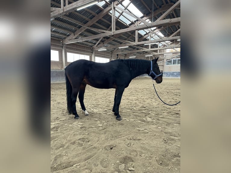 Kabardin Gelding 12 years 15 hh Smoky-Black in Haldenwang