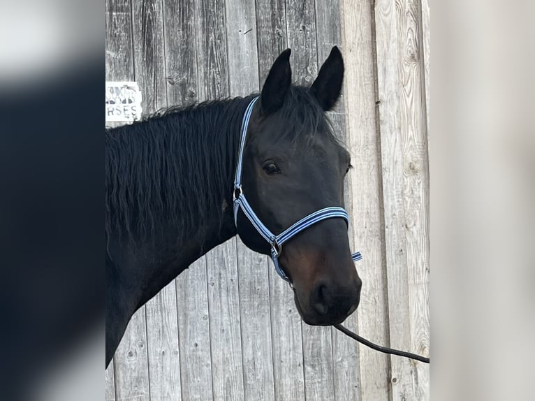 Kabardin Gelding 12 years 15 hh Smoky-Black in Haldenwang