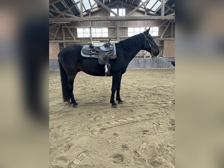 Kabardin Gelding 12 years 15 hh Smoky-Black in Haldenwang