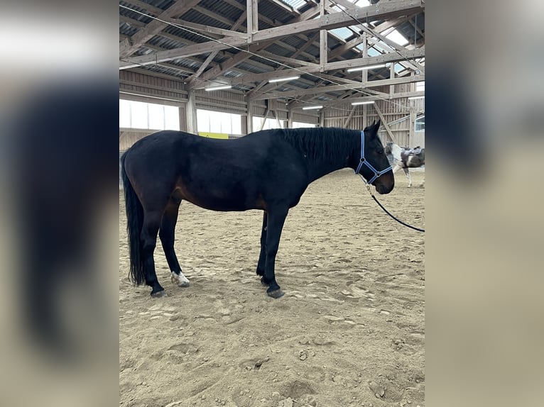 Kabardin Gelding 12 years 15 hh Smoky-Black in Haldenwang