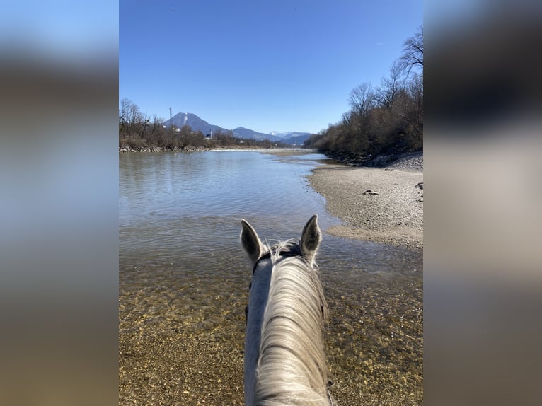 Kabardin Gelding 17 years 14,2 hh Gray-Fleabitten in Anthering