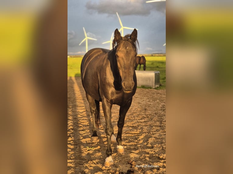 Kabardin Gelding 17 years 15 hh Smoky-Black in Lütjenholm