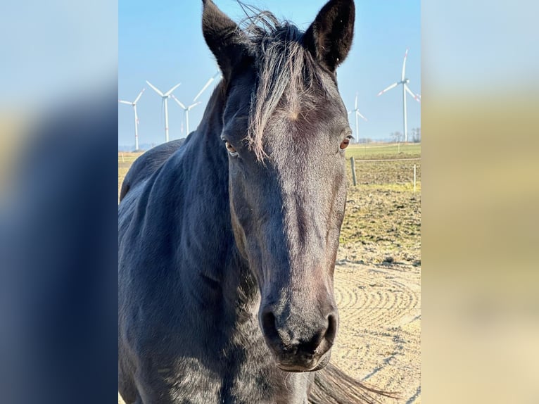 Kabardin Gelding 17 years 15 hh Smoky-Black in Lütjenholm