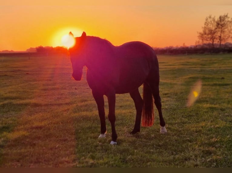 Kabardin Gelding 17 years 15 hh Smoky-Black in Lütjenholm