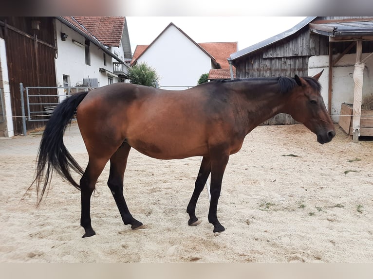 Kabardin Giumenta 22 Anni 159 cm Baio in Rottenburg an der Laaber