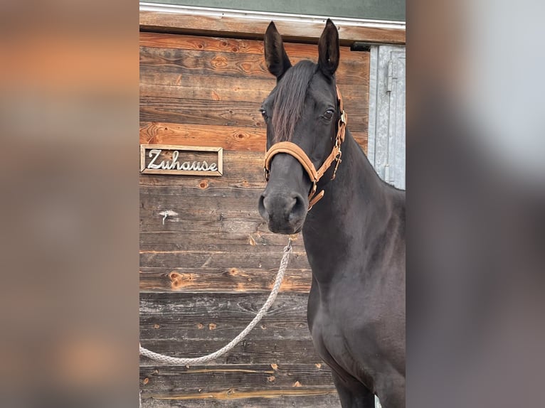 Kabardin Mare 13 years 15,1 hh Black in Drackenstein