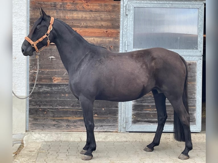 Kabardin Mare 13 years 15,1 hh Black in Drackenstein