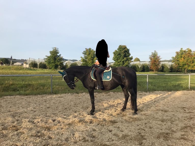 Kabardin Mare 19 years 15,2 hh Smoky-Black in Volkertshausen