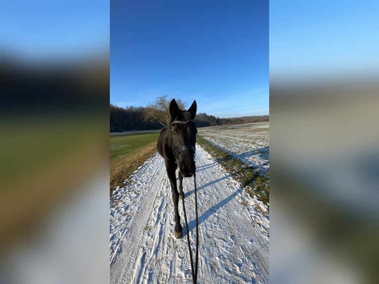 Kabardin Mare 19 years 15,2 hh Smoky-Black in Volkertshausen