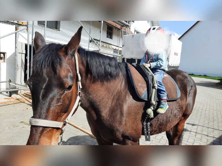 Kabardin Mare 22 years 15,2 hh Brown in Rottenburg an der Laaber