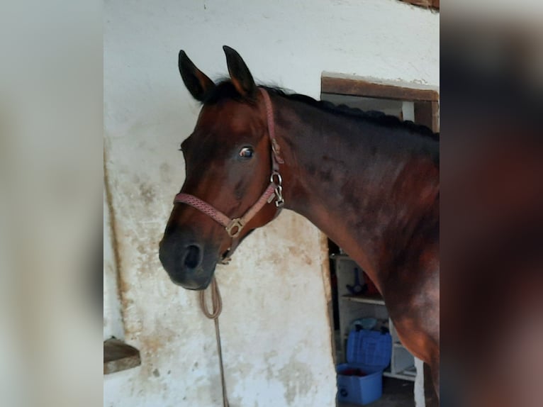 Kabardin Mare 22 years 15,2 hh Brown in Rottenburg an der Laaber