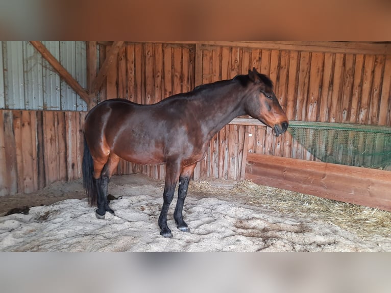 Kabardin Mare 22 years 15,2 hh Brown in Rottenburg an der Laaber