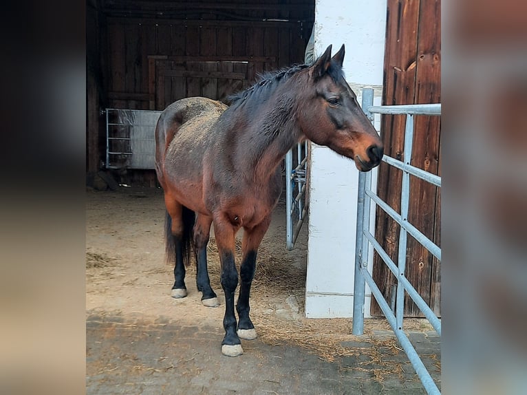 Kabardin Mare 22 years 15,2 hh Brown in Rottenburg an der Laaber