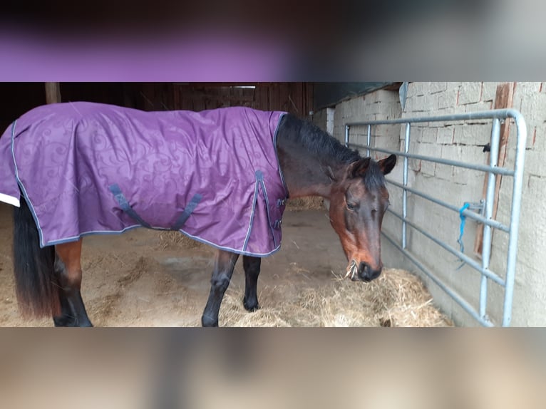 Kabardin Mare 22 years 15,2 hh Brown in Rottenburg an der Laaber