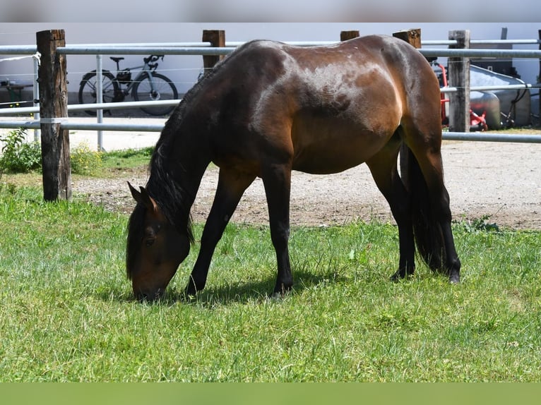 Kabardin Mare 6 years 14,3 hh Smoky-Black in Finsing