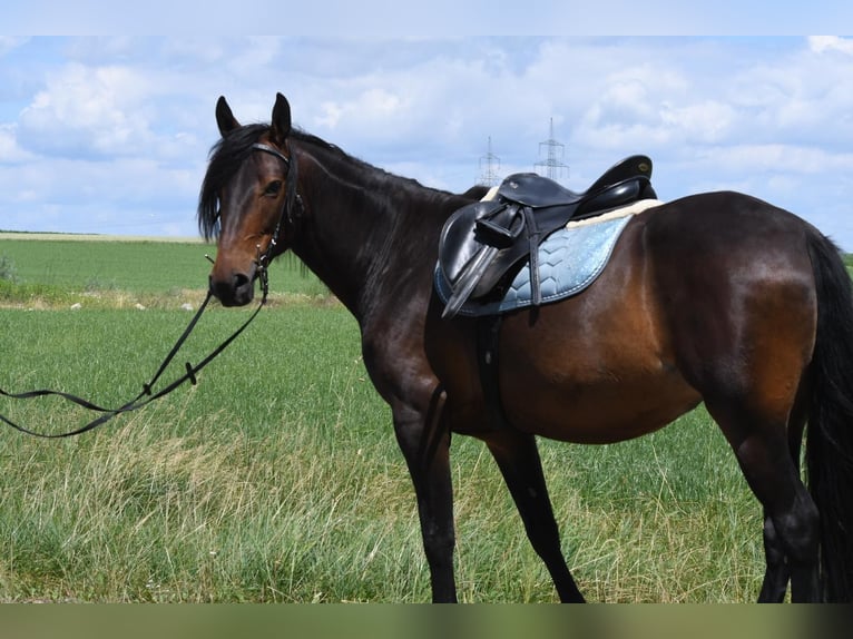 Kabardin Mare 6 years 14,3 hh Smoky-Black in Finsing