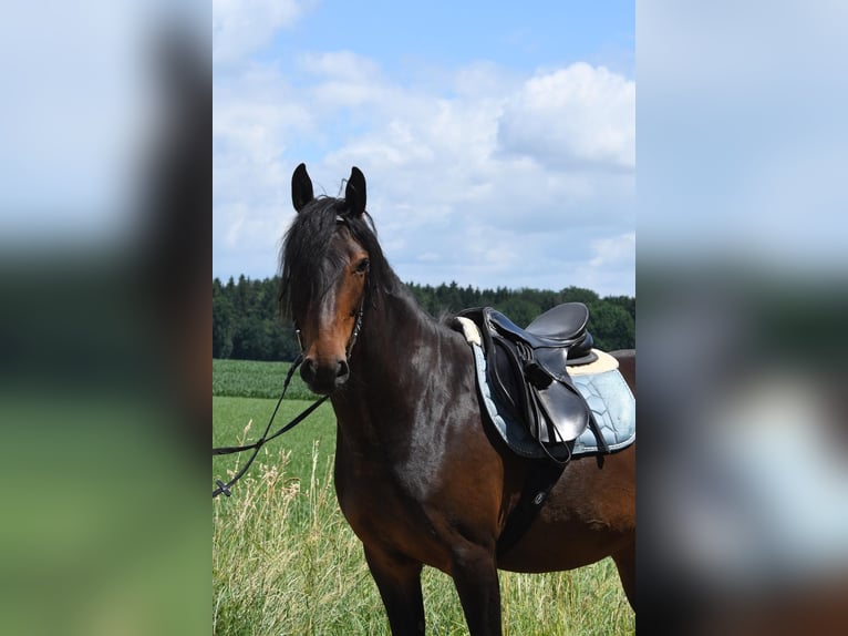 Kabardin Mare 6 years 14,3 hh Smoky-Black in Finsing